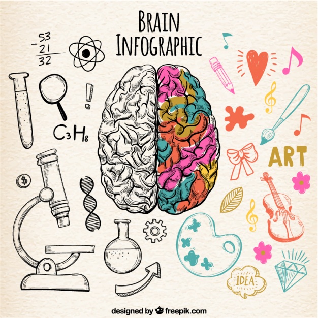Funciones del cerebro y sus habilidades
